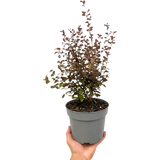1 Large Plant – Lophomyrtus ‘Purpurea’, Ready to Plant in Your Garden