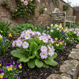 Set of 3 or 6 Primrose Queen Lilac Picotee Plants, Hardy Perennial, Spring & Autumn Flowering, Outdoor Garden Ready, 1 Litre Root-Ball