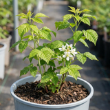 1 Raspberry Glem Ample Summer Fruiting Plant, Hardy Fruit Bush, Garden Ready, 17cm Root-Ball