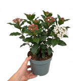 1 Viburnum Tinus Gwenllian Plant, Evergreen Flowering Hardy Garden Shrub, 19cm/3L Root Ball
