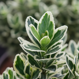 Euonymus White Spire