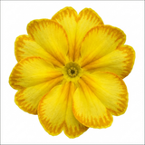 1 Primula Oakleaf Yellow Picotee Hardy Perennial Plant, Outdoor Garden Ready, 2 Litre Root Ball