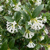 Set of 3 or 6 Osmanthus Burkwoodii Plants, Fragrant Evergreen Hedging Shrubs, Outdoor Garden Ready, White Flowers, 11cm Root-Ball