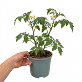 1 Honeycomb Cherry Tomato Plant, Outdoor Garden Ready, Grow Your Own Tomatoes, 2 Litre Root Ball