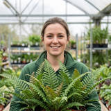 Set of 3 or 6 Braun's Holly Fern Polystichum Braunii Plants, Hardy Evergreen Perennial, 1Ltr Root-Ball