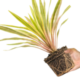 1 Large Plant - Cordyline Lime Passion, Ready to Plant in Your Garden, Peat Free