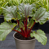 1 Rhubarb Victoria Plant, Hardy Perennial, Grow Your Own Fruit, Garden Ready, 17cm Root Ball