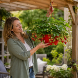 1 Strawberry Toscana Live Plant, 25cm Hanging Basket, Outdoor Garden Ready, Grow Your Own Strawberries