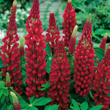 Lupin Legendary Red Shades