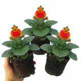 Set of 3 or 6 Garden Ready Plants – Calceolaria Calynopsis ‘Red Orange Bicolour’, Ready to Plant