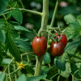 1 Live Tomato Totem Plant, Hardy Dwarf Bush Variety, Patio & Container Garden Ready, 2Ltr Root-Ball