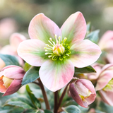 Hellebore Angel Glow
