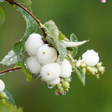 Symphoricarpos Magical Galaxy