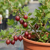 1 Gooseberry Kamieniar Plant, Hardy Edible Fruit Bush, Outdoor Garden Ready, 17cm Root Ball