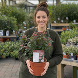 1 Viburnum Eve Price Plant, Evergreen Hardy Flowering Shrub, Garden Ready Hedge Plant, 3L 19cm Root-Ball