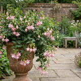 3 Trailing Fuchsia Claudia Pink Plants, Summer Bedding, 10.5cm Pots, Hanging Baskets