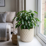 1 Ficus Danielle Weeping Fig Indoor Houseplant, Statement Indoor Tree, 5 Litre Root Ball