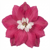 1 Delphinium Magic Fountains Deep Rose White Bee Plant, Hardy Garden Perennial, 2L Root Ball