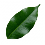 1 Ficus Danielle Weeping Fig Indoor Houseplant, Statement Indoor Tree, 5 Litre Root Ball