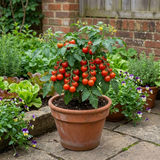 Set of 3 or 6 Large Plants - Growers Selection Cherry Tomato Patio Plants, Garden Ready