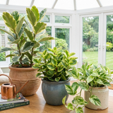 3 Variegated Houseplant Collection, Ficus Tineke, Peperomia & Marble Queen Pothos, 1 Litre Root Ball