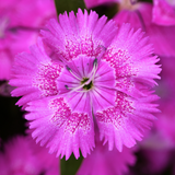 Dianthus Lilac 10.5cm
