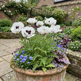 Set of 3 or 6 Papaver Orientale Royal Wedding Poppy Plants, Hardy Perennial, Outdoor Garden Ready, 1 Litre Root-Ball