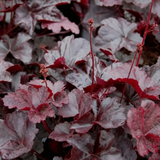 Heuchera Obsidian