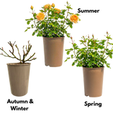 Rose - Bush - Yellow