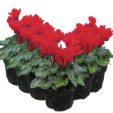 Cyclamen Red 10.5cm
