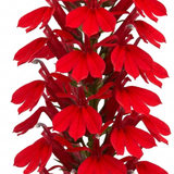 Set of 3 or 6 Lobelia Starship Scarlet Upright Hardy Perennial Plants, Summer Bedding, Garden Ready, 1 Litre Root Ball