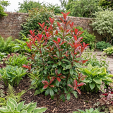 1 Photinia Louise Plant, Hardy Evergreen Red Leaf Hedge Shrub, Outdoor Garden Ready, 26cm Root Ball
