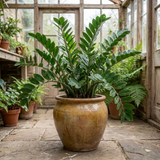 1 Zamioculcas Zamifolia ZZ Plant, Low Maintenance Indoor Houseplant, 5 Litre Root Ball