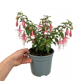 1 Fuchsia Alice Hoffman Hardy Perennial Flowering Plant, Outdoor Garden Ready, 3 Litre Root-Ball