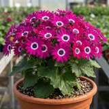 1 Senetti Pericallis Pop Magenta Live Plant, Outdoor Summer Bedding Flowers, 17cm Root-Ball