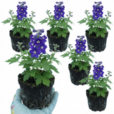Set of 3 or 6 Delphinium Pacific Giants King Arthur Hardy Perennial Plants, Tall Cottage Garden Flowers, Outdoor Garden Ready, 1 Litre Root-Ball