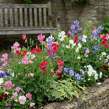 Set of 3 or 6 Large, Garden Ready Plants - Sweet Pea Little Sweetheart Mix, 10.5 cm