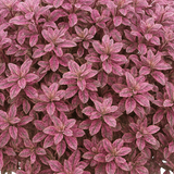 Pittosporum Bannow Bay