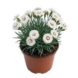 1 Dianthus Coconut Sundae Cottage Pinks Plant, Summer Flowering Perennial, 2Ltr Root Ball