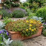Set of 3 or 6 Sedum Oreganum Stonecrop Plants, Hardy Perennial, Bee Friendly Ground Cover, Outdoor Garden Ready, 1 Litre / 11cm Root-Ball