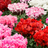 Cyclamen Growers Selection 10.5cm