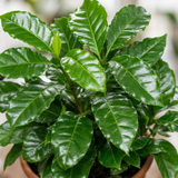 Coffea Arabica Coffee Plant, Indoor Houseplant, 12cm 1 Litre Pots