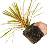 1 Large Plant - Cordyline Eurostripe, Ready to Plant in Your Garden, 3L Rootball