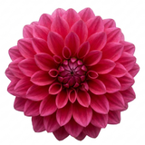 1 Large Plant - Dahlia Maggiore Deep Rose, Ready to Plant in Your Garden, 3L Pot