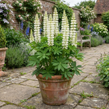 1 Large Plant - Lupin West Country Polar Princess, Outdoor Garden Ready, 3L Pot