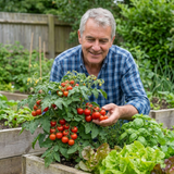 Set of 3 or 6 Patio Tomato Jo & Grace Plants, Live Tomato Seedlings, Outdoor Garden Ready, 1L Root Ball