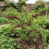 1 Gooseberry Kamieniar Plant, Hardy Edible Fruit Bush, Outdoor Garden Ready, 17cm Root Ball
