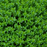 Hebe Green Globe