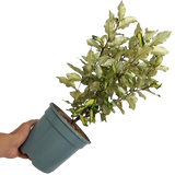 Elaeagnus Ebbingei Maryline