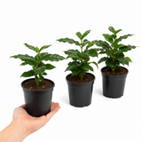 Coffea Arabica Coffee Plant, Indoor Houseplant, 12cm 1 Litre Pots